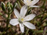 Смотреть изображение Ornithogalum navaschinii