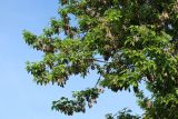View full-size image Acer negundo