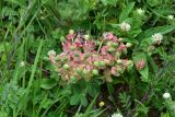 View full-size image genus Euphorbia