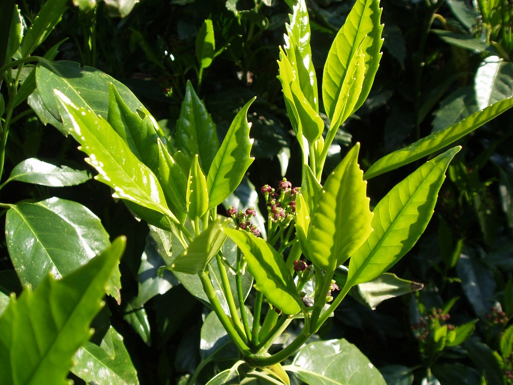 Image of Aucuba japonica specimen.