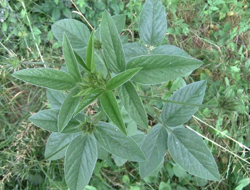 Image of Psoralea bituminosa ssp. pontica specimen.