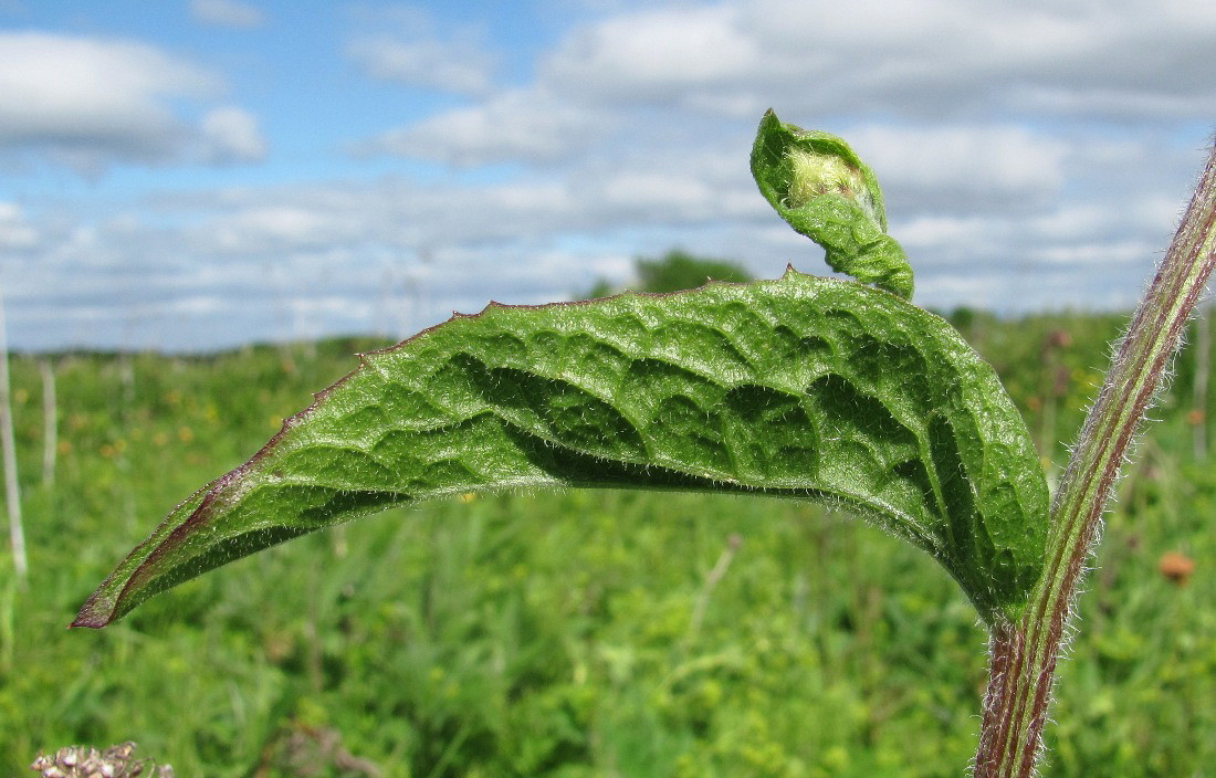 Image of Centaurea phrygia specimen.