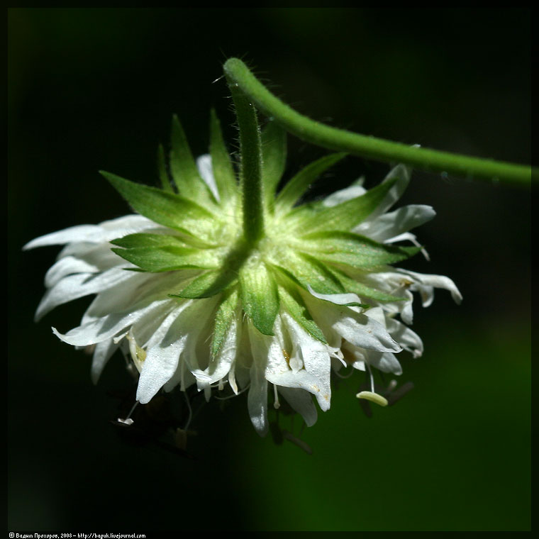 Image of Knautia tatarica specimen.