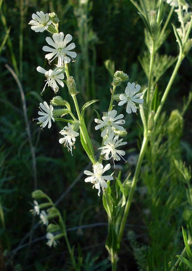 Изображение особи Silene dichotoma.