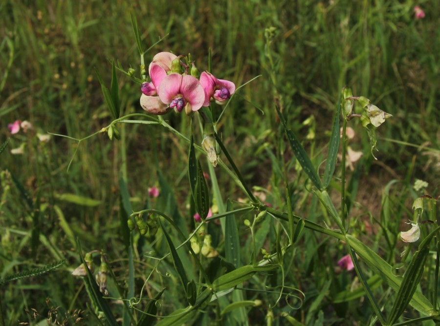 Изображение особи Lathyrus sylvestris.