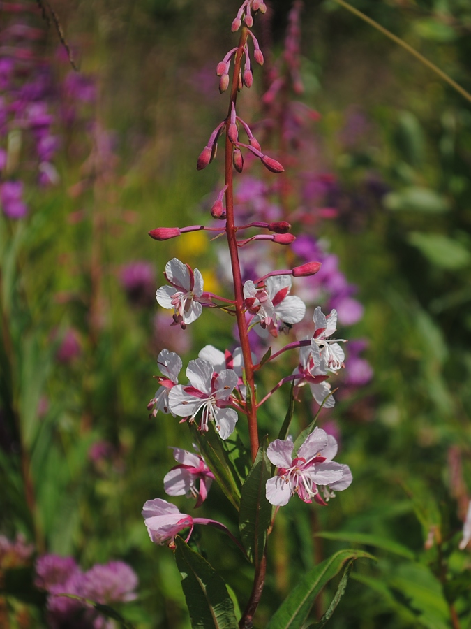 Image of Chamaenerion angustifolium specimen.