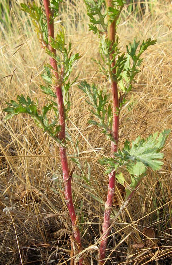 Изображение особи Senecio jacobaea.