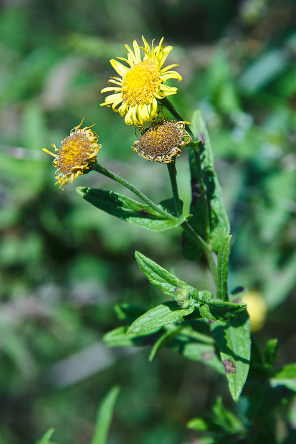 Изображение особи Inula britannica.