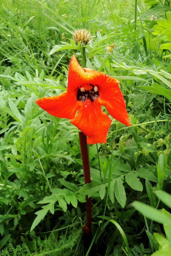 Изображение особи Phelypaea coccinea.