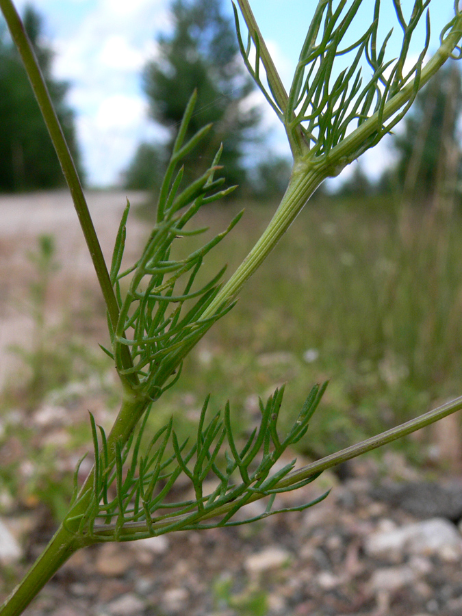 Изображение особи Tripleurospermum inodorum.