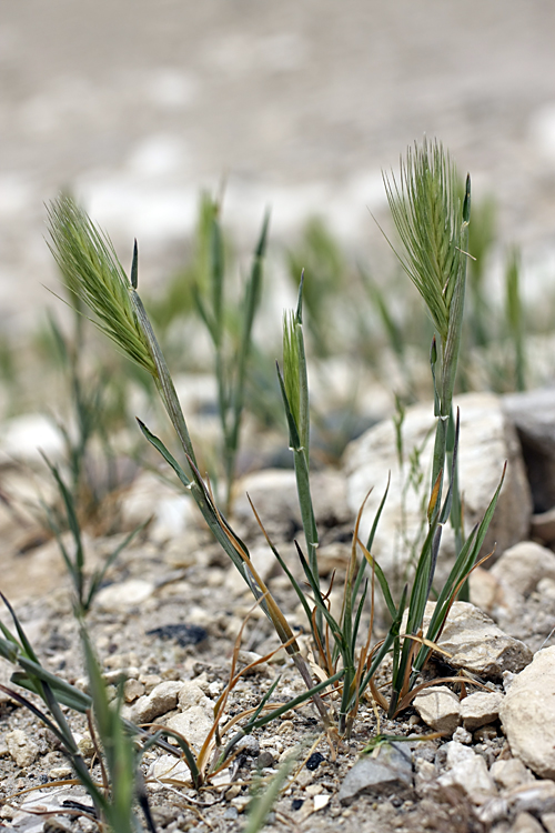 Image of genus Hordeum specimen.