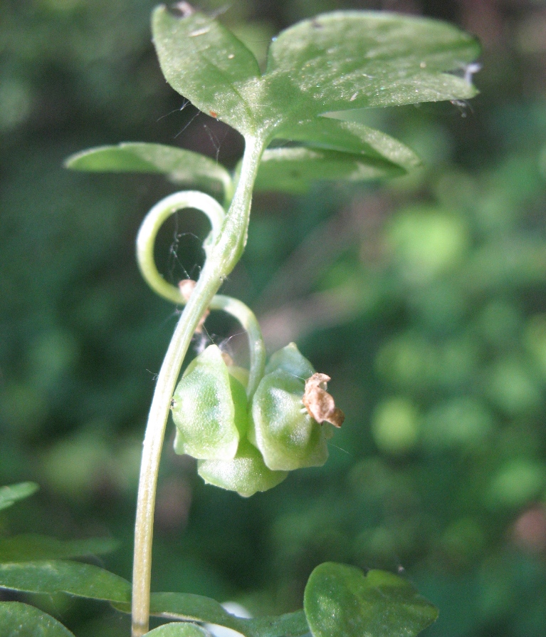 Image of Adoxa moschatellina specimen.