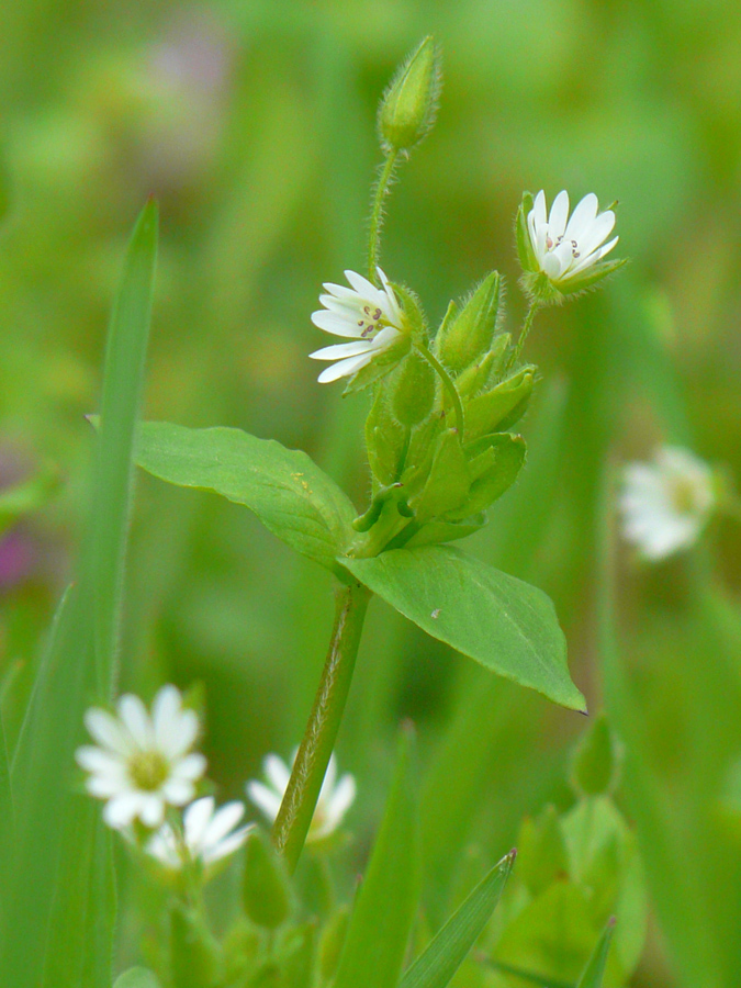 Image of Stellaria neglecta specimen.