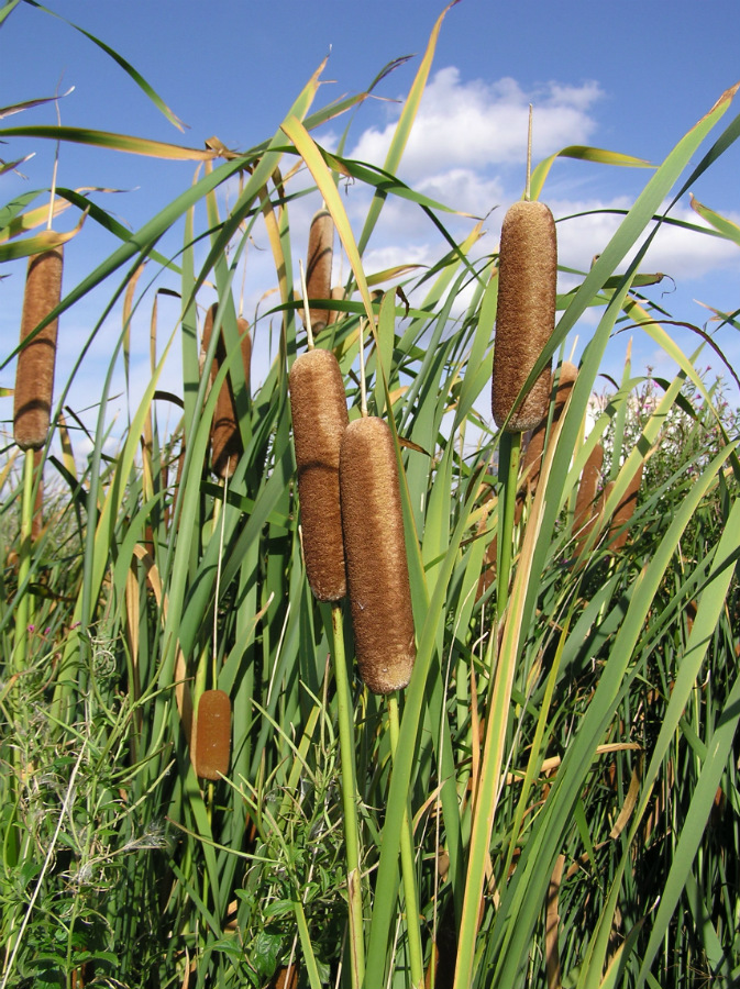 Image of Typha latifolia specimen.