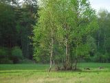 Betula pendula. Группа молодых деревьев на сыром лугу. Московская обл., Раменский р-н, окрестности д. Хрипань. 17.05.2003.