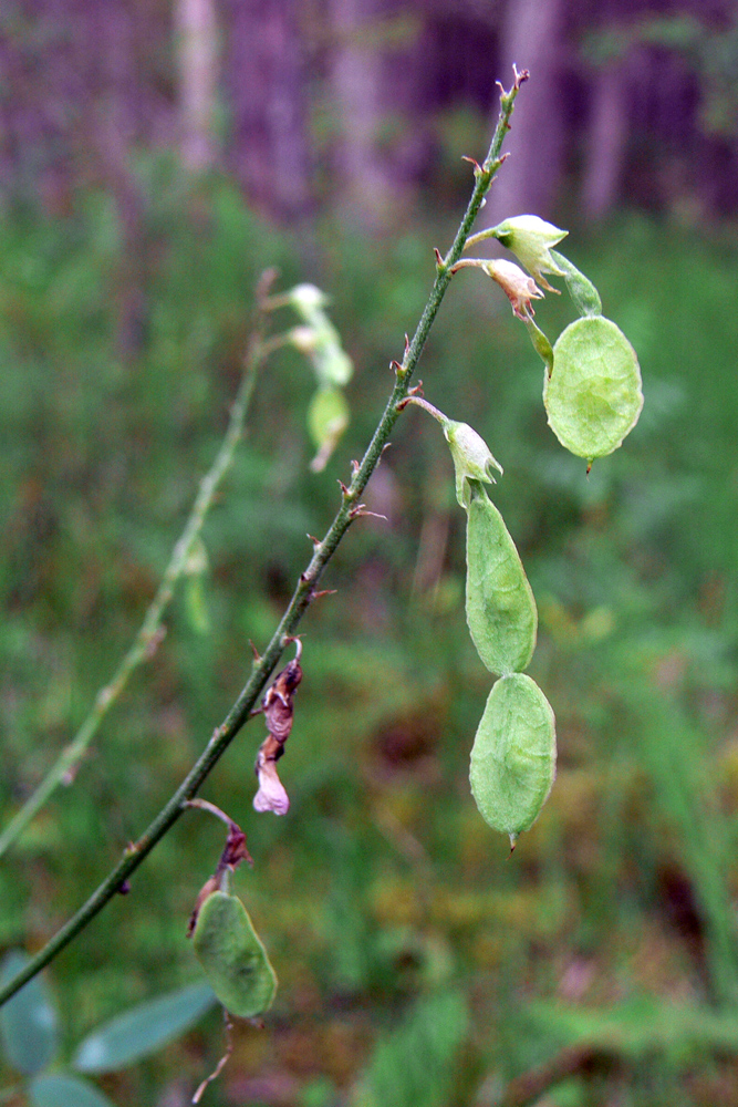 Image of Hedysarum alpinum specimen.