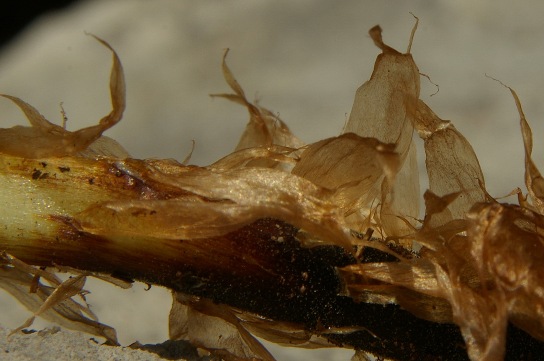 Image of Dryopteris villarii specimen.