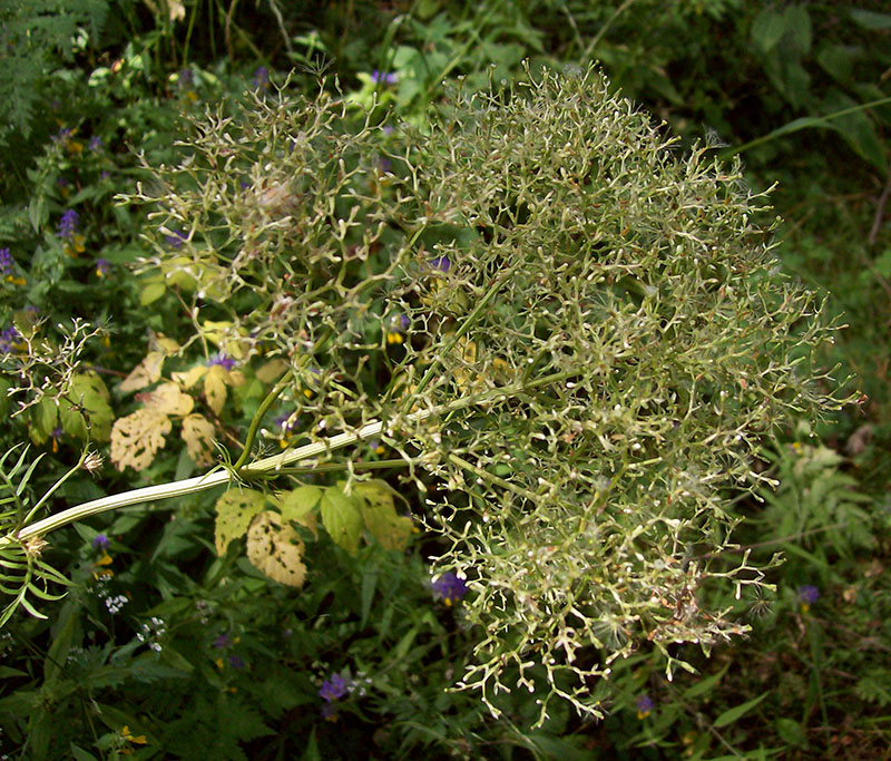 Изображение особи Valeriana officinalis.