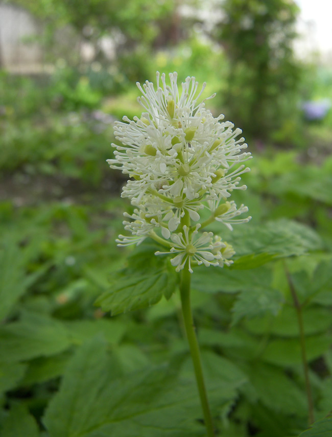 Изображение особи Actaea spicata.