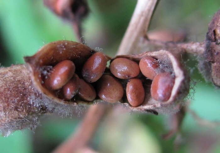 Image of Menyanthes trifoliata specimen.