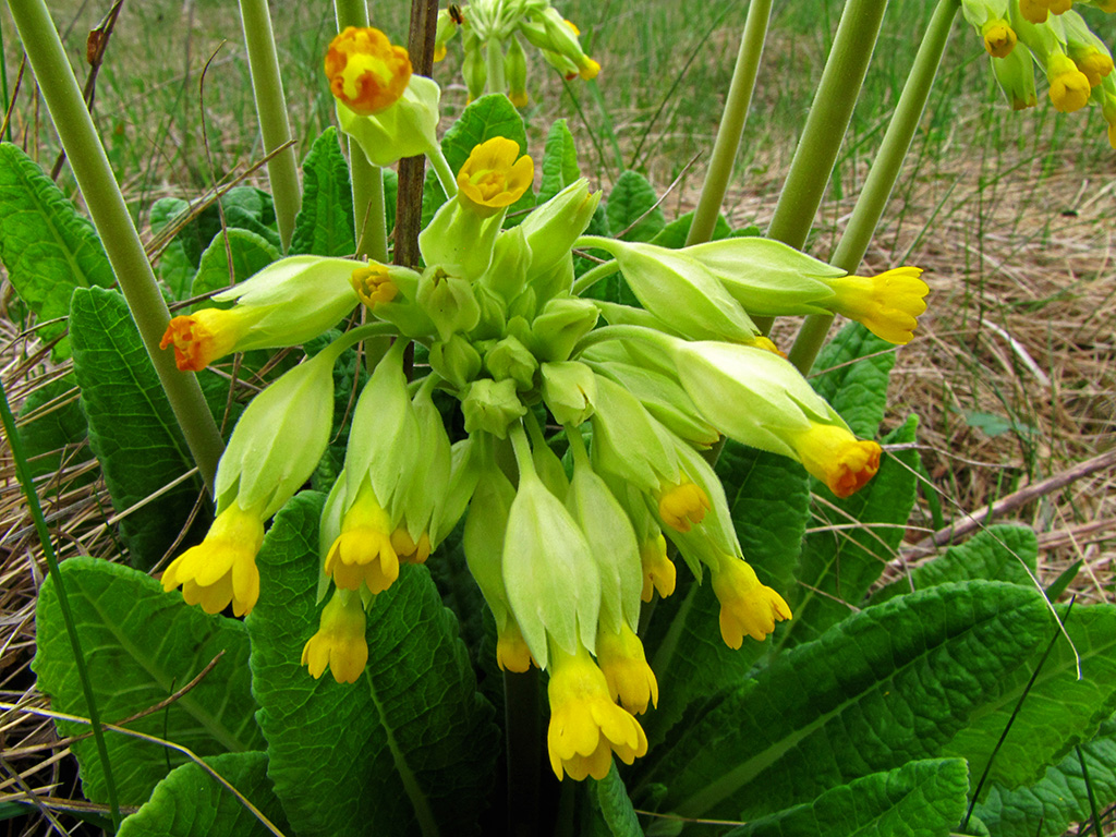 Image of Primula veris specimen.