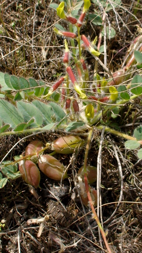 Изображение особи Astragalus fabaceus.
