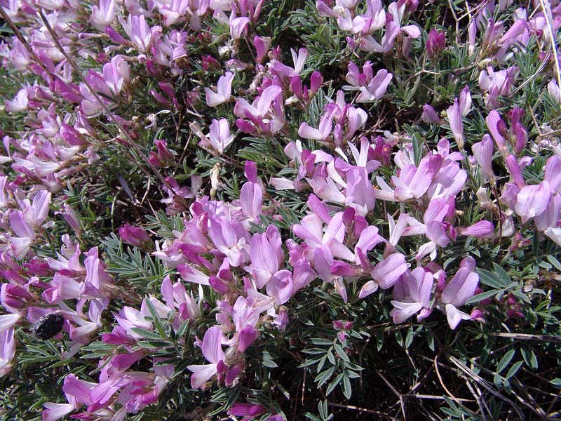 Image of Onobrychis cornuta specimen.