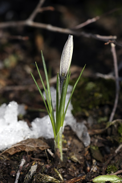 Изображение особи Crocus alatavicus.