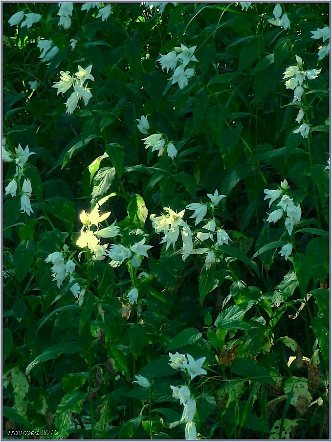 Image of Campanula latifolia specimen.