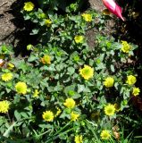 Sanvitalia procumbens