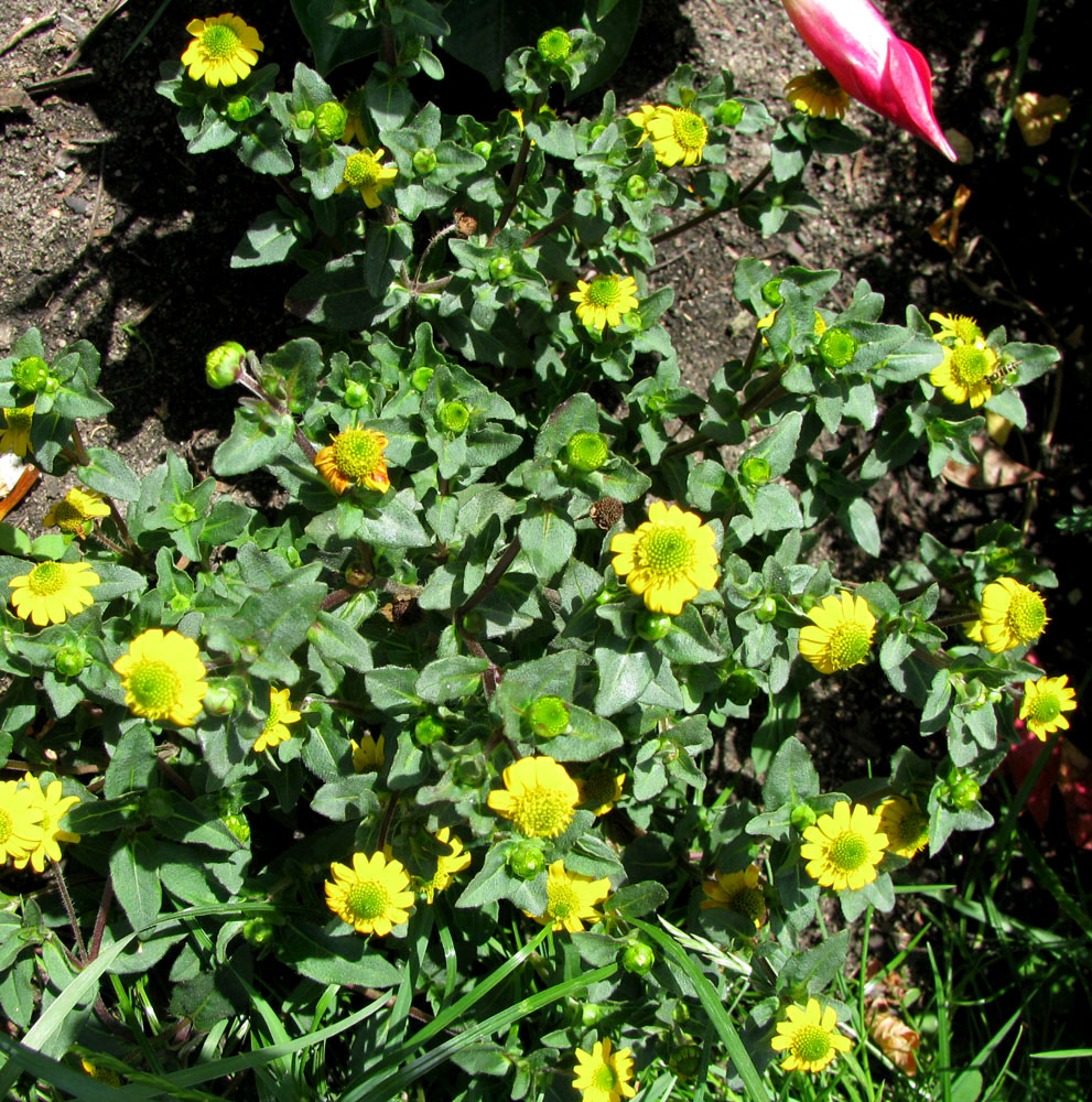 Image of Sanvitalia procumbens specimen.