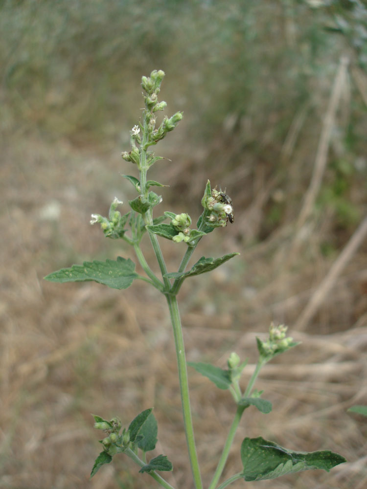 Изображение особи Nepeta cataria.