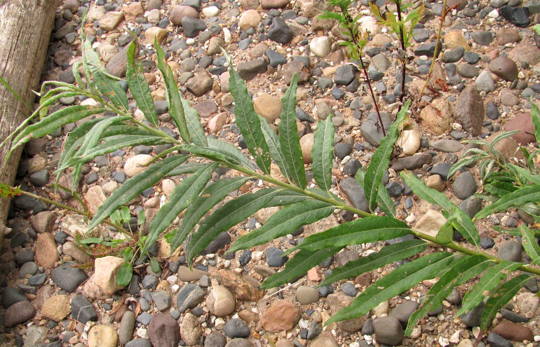 Image of Salix &times; stipularis specimen.