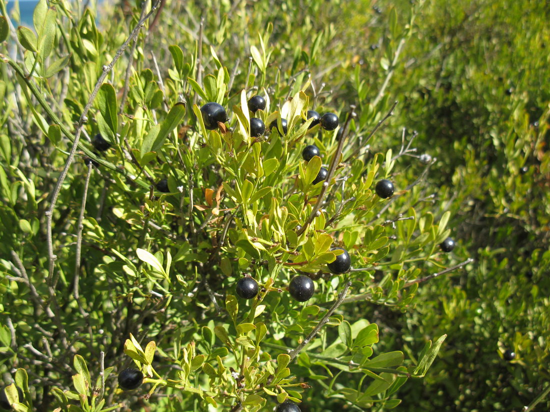 Image of Jasminum fruticans specimen.