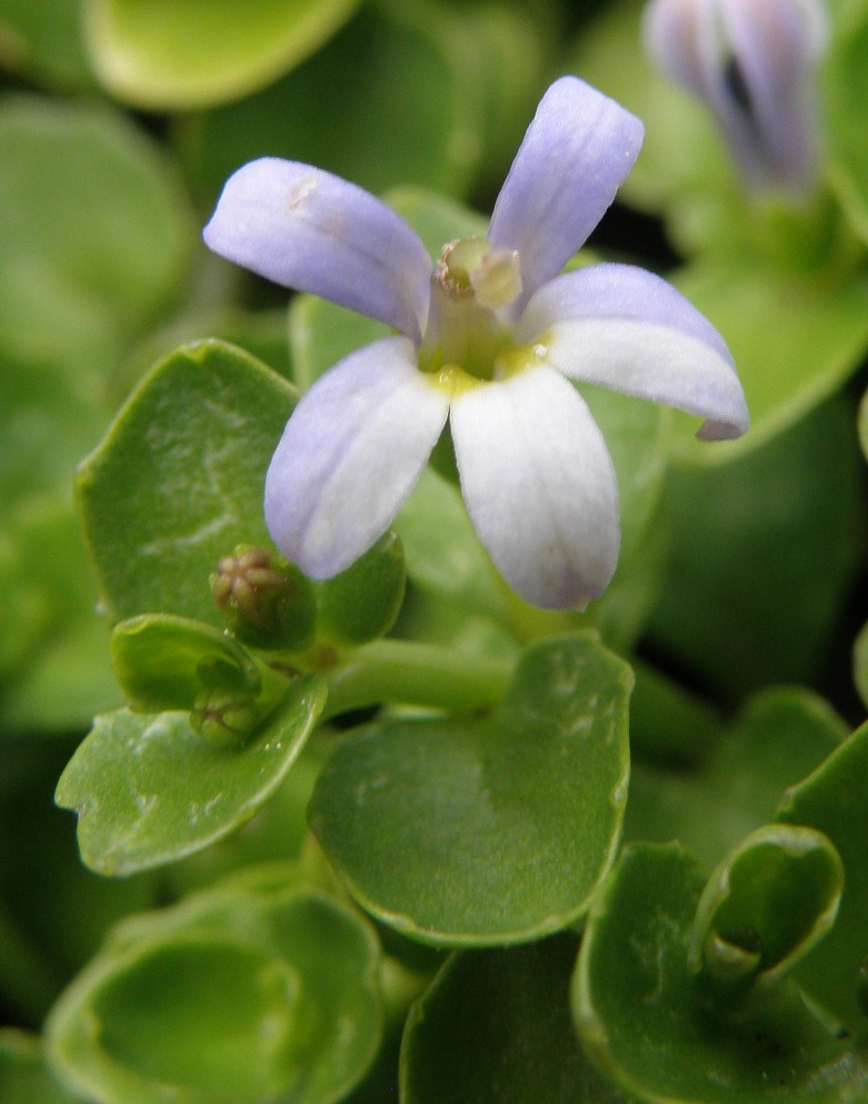 Image of Lobelia arenaria specimen.