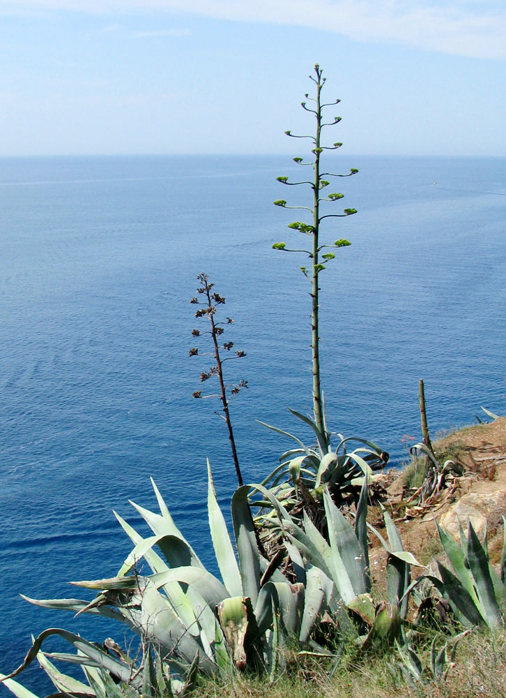 Image of Agave americana specimen.