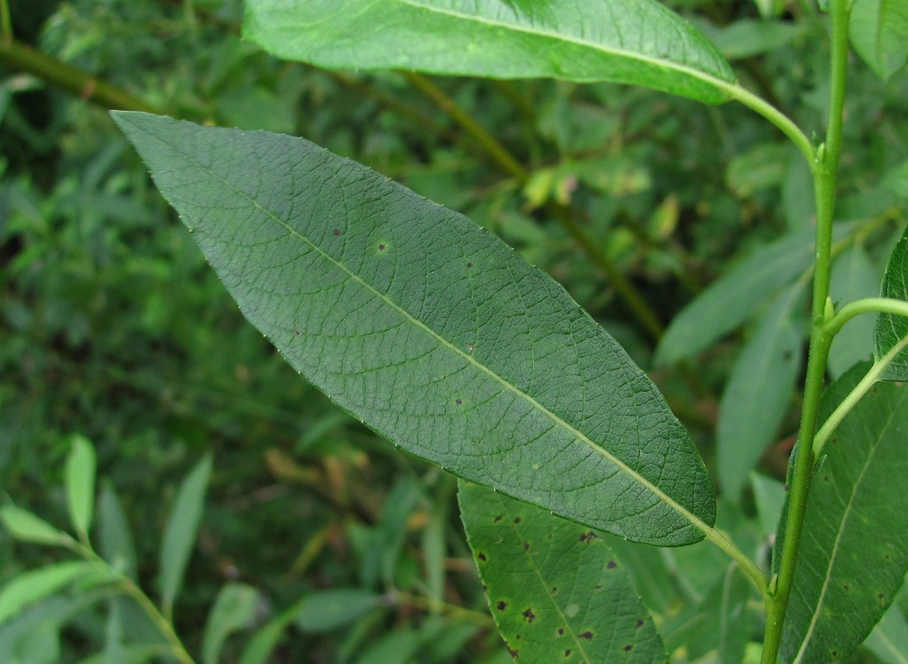 Image of genus Salix specimen.