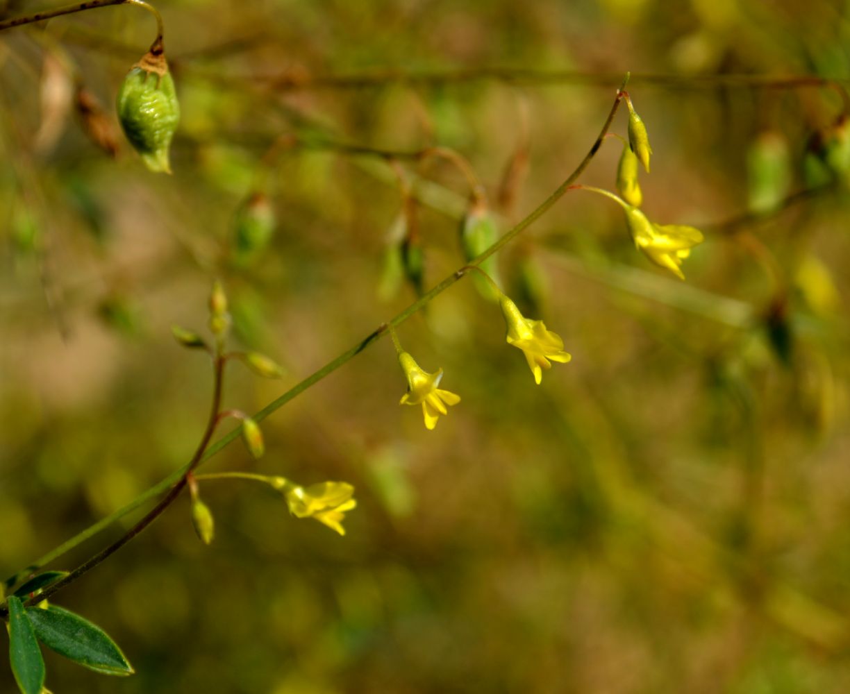 Изображение особи Melilotus polonicus.