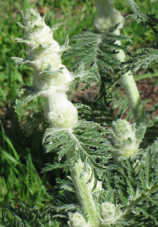 Image of Phlomoides laciniata specimen.