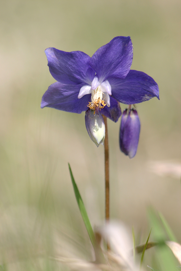 Изображение особи Aquilegia parviflora.