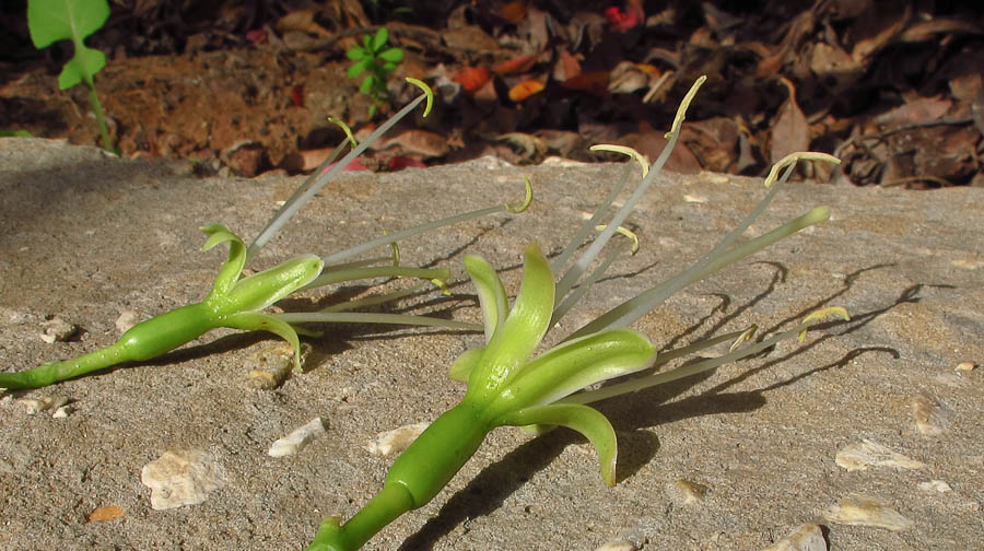 Image of Agave attenuata specimen.