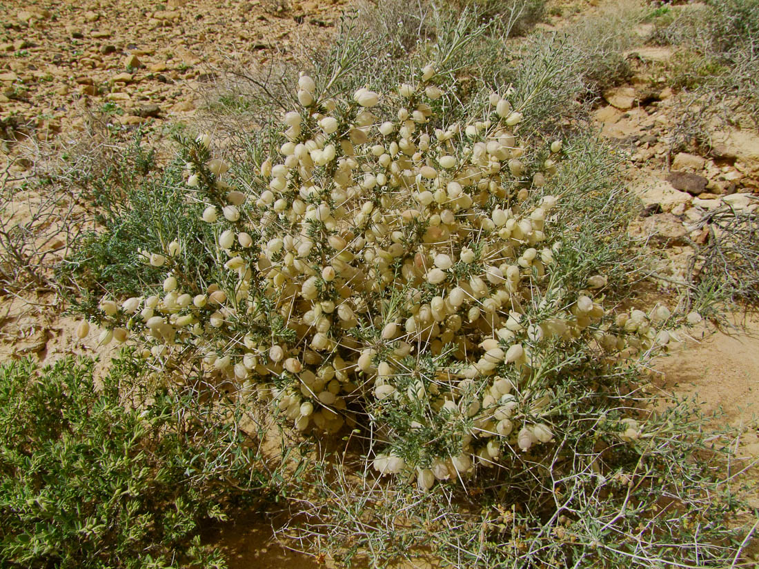 Изображение особи Astragalus spinosus.
