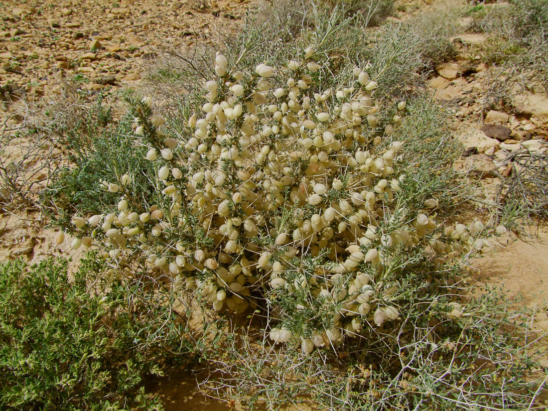 Image of Astragalus spinosus specimen.