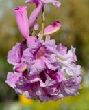 Tabebuia impetiginosa