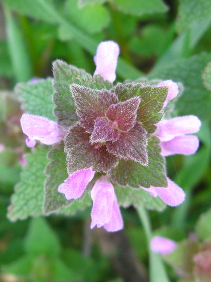 Image of Lamium purpureum specimen.