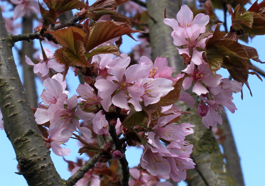 Изображение особи Cerasus sachalinensis.