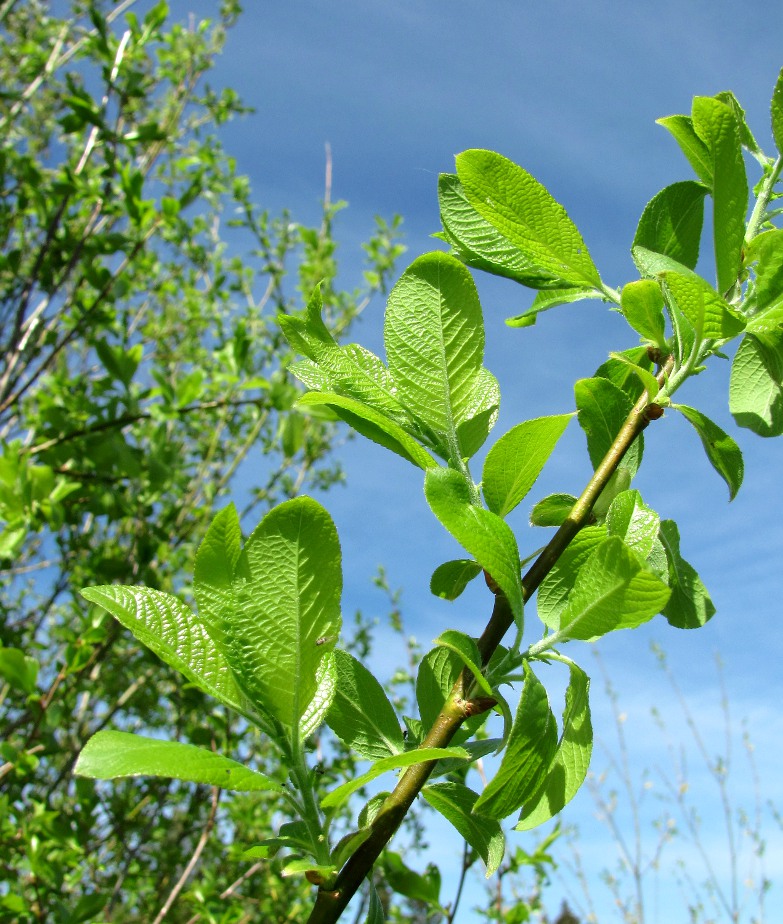 Image of genus Salix specimen.