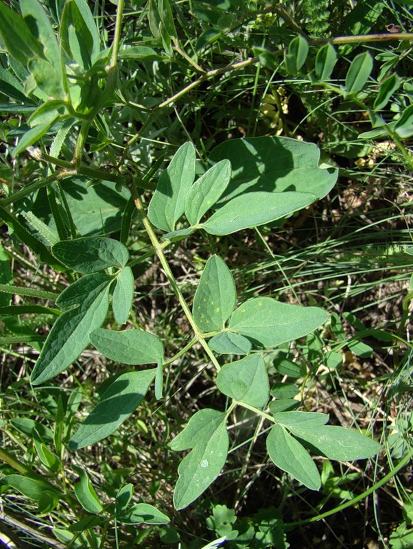 Изображение особи Clematis lathyrifolia.