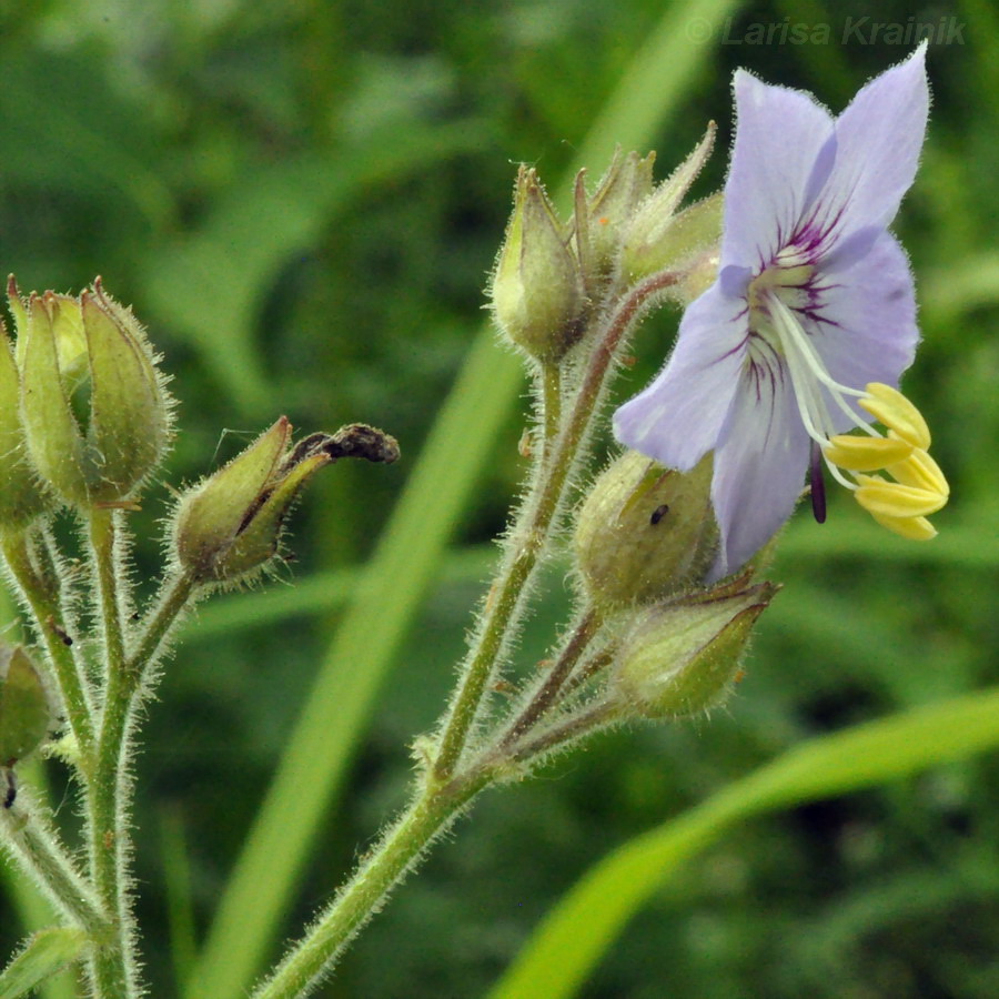 Image of Polemonium laxiflorum specimen.