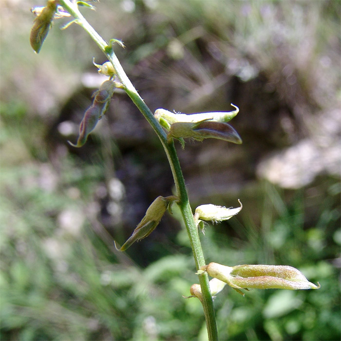 Image of Oxytropis dasypoda specimen.